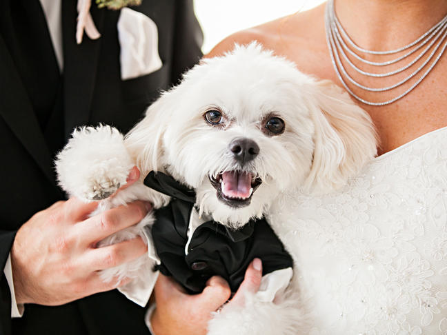 Esküvői kutya - Fekete szmokingban, csokornyakkendővel