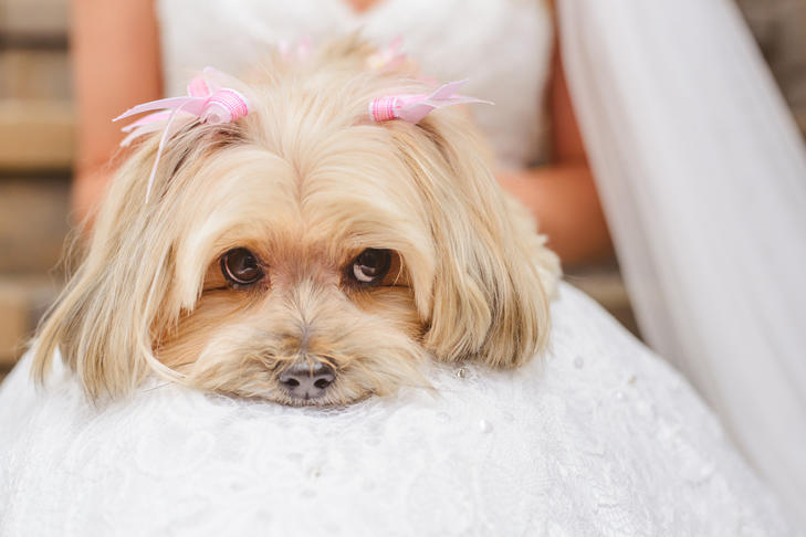 Esküvői kutya - Rózsaszín kiegészítőkkel
