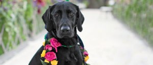 Esküvői kutya - Fekete labrador papírkoszorúval a nyakán