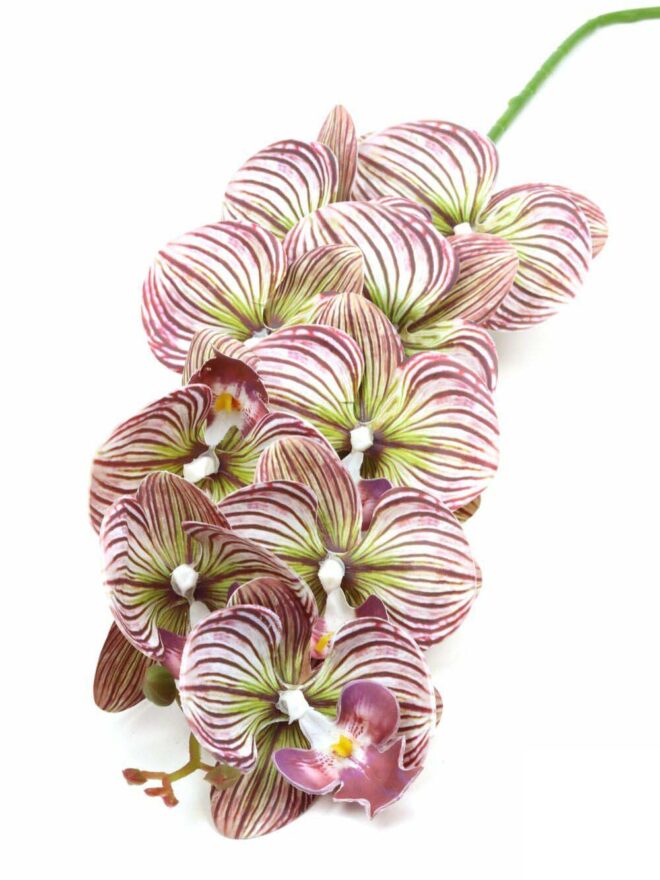 Orchidea ág - Csíkos mályva