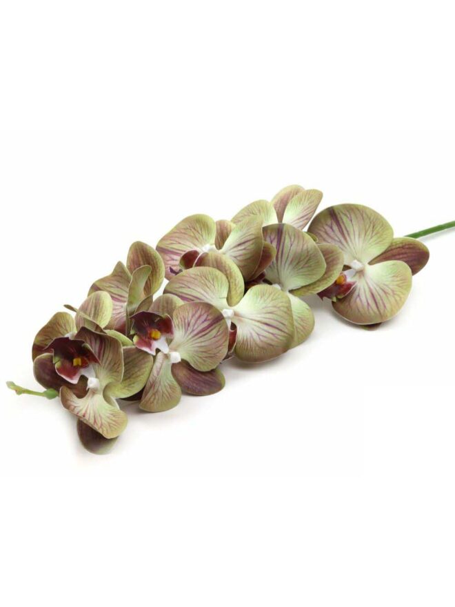Orchidea ág - Olíva