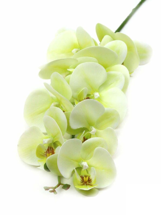 Orchidea ág - Zöld