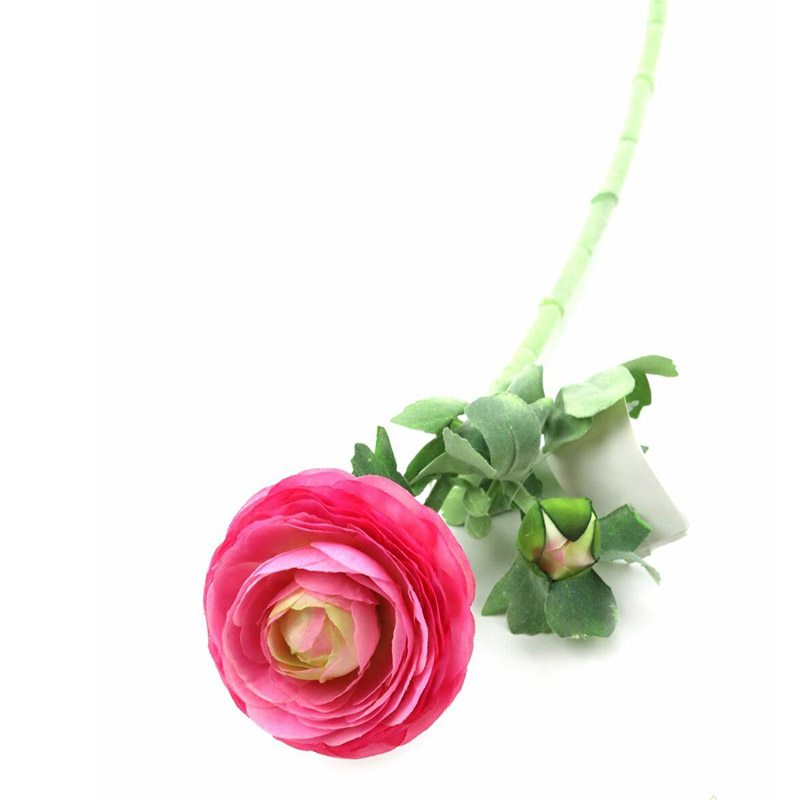 Szálas boglárka pink